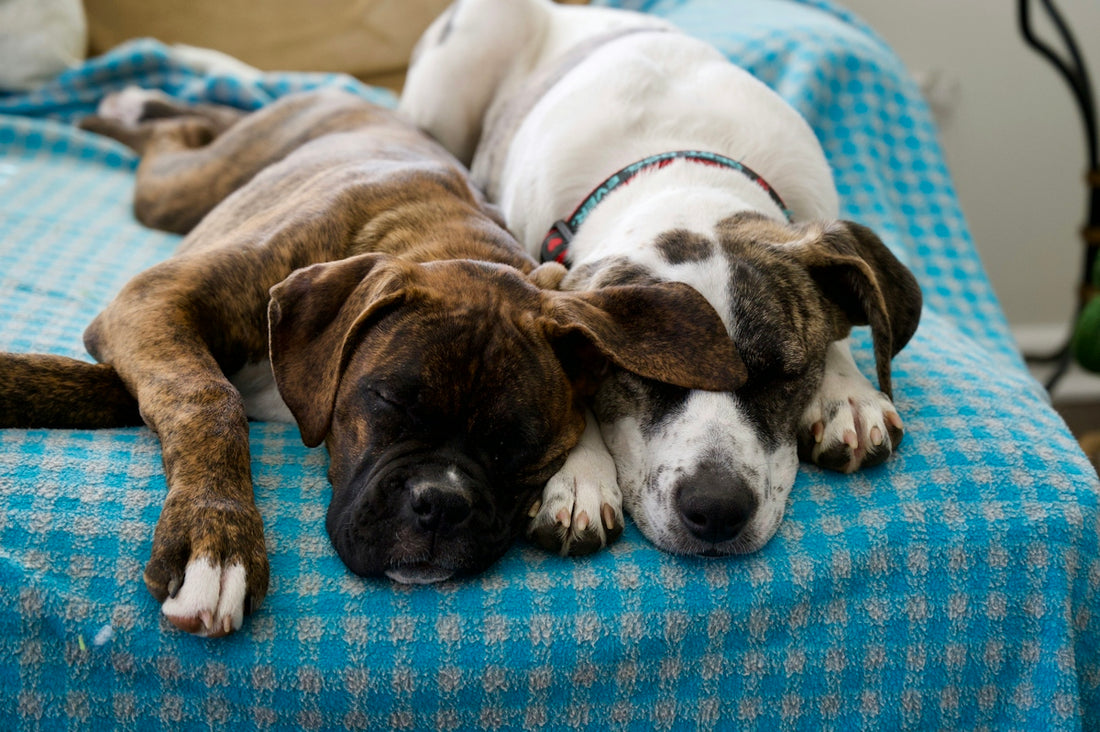 a couple of dogs laying on top of a bed
