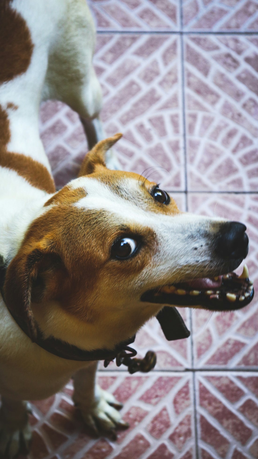 brown and white short coated dog