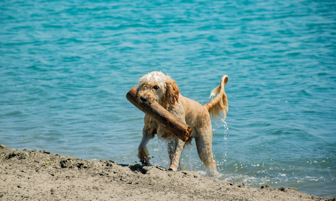 golden retriever running on beach during daytime