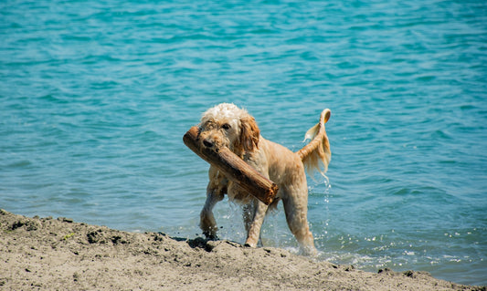 golden retriever running on beach during daytime