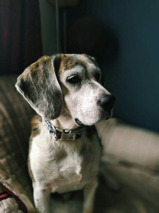 brown and white short coated dog