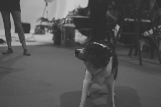 grayscale photography of short coated dog on concrete floor