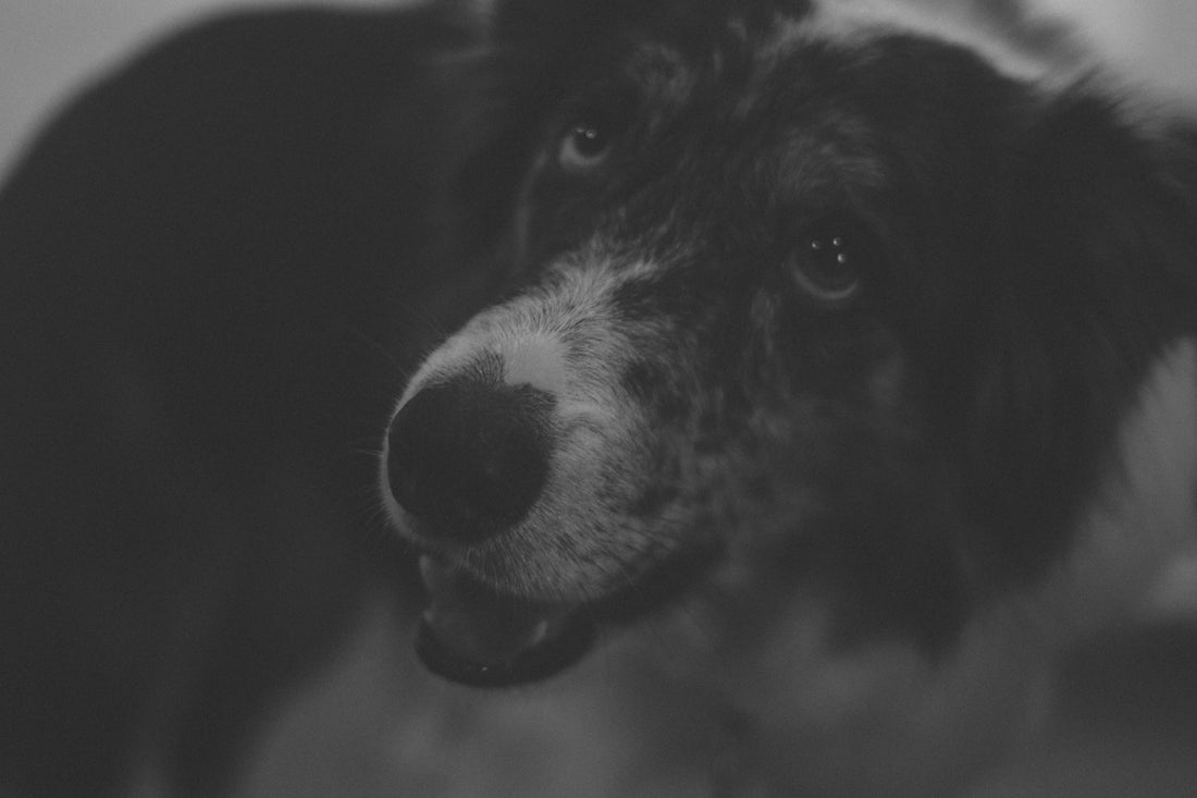 grayscale photo of short coated dog