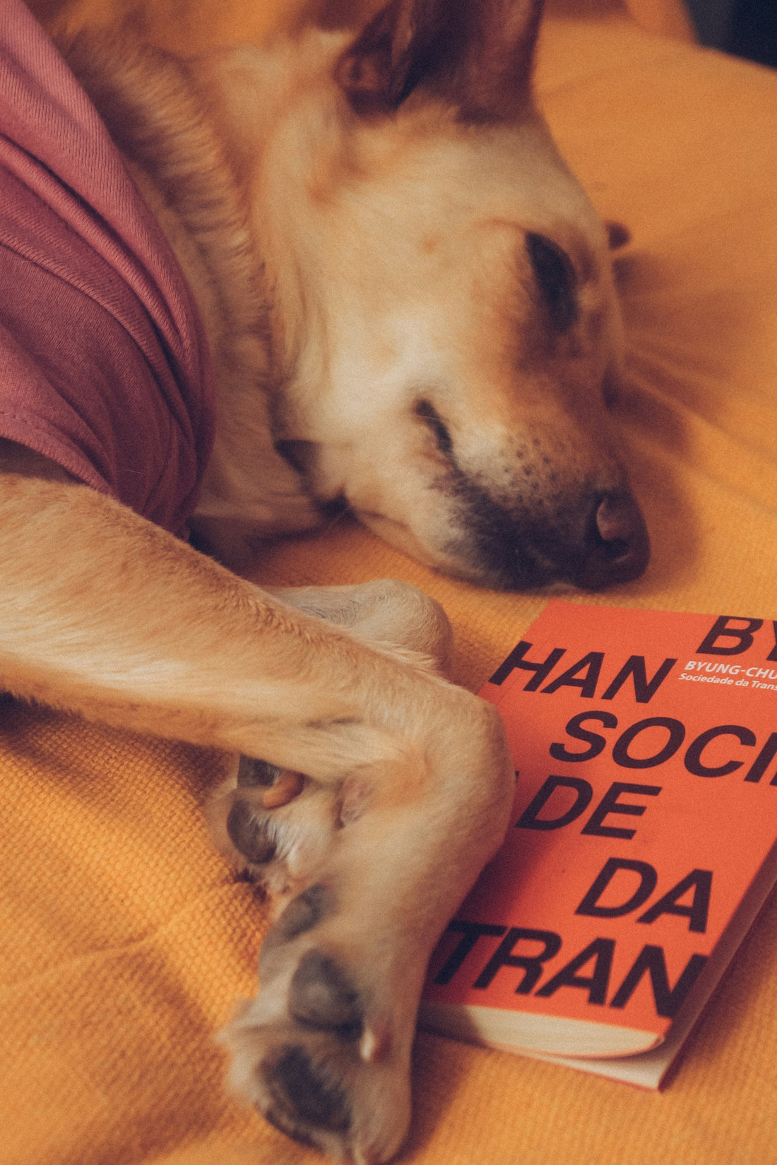 yellow labrador retriever lying on brown textile