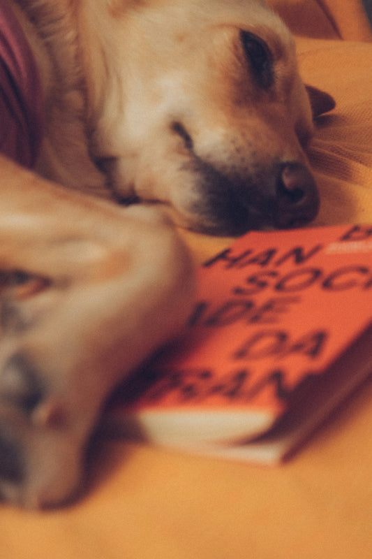 white short coated dog lying on brown textile