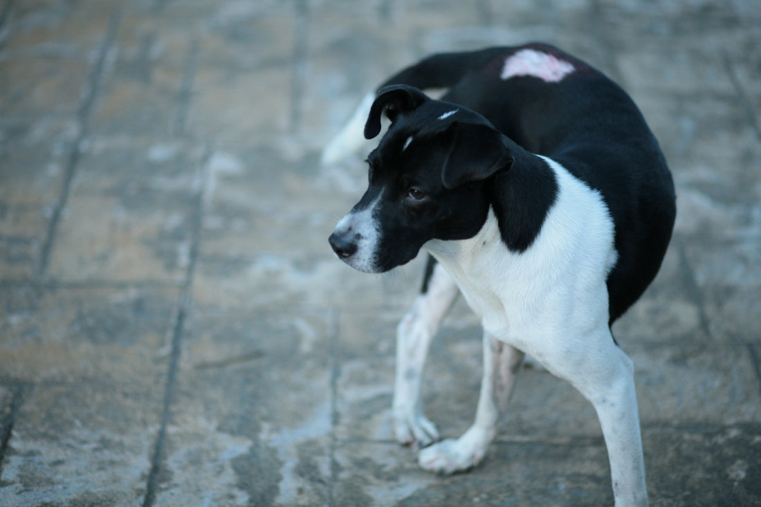 black and white short coat medium sized dog