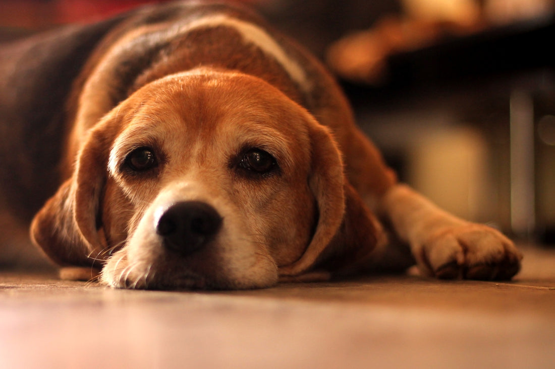 brown white and black short coated dog lying on floor