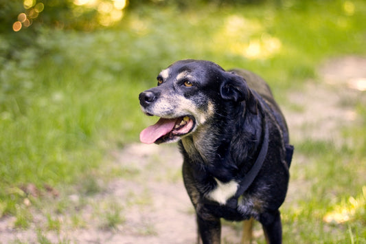 black and white short coated dog on green grass field during daytime