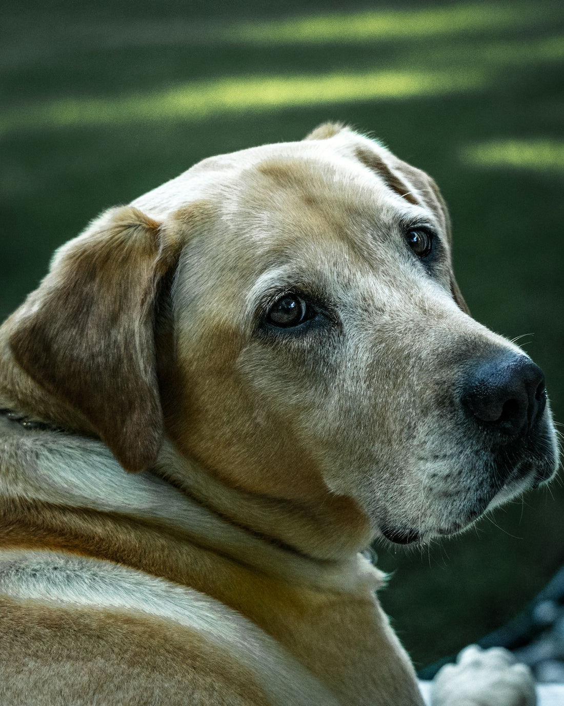 yellow labrador retriever on focus photo