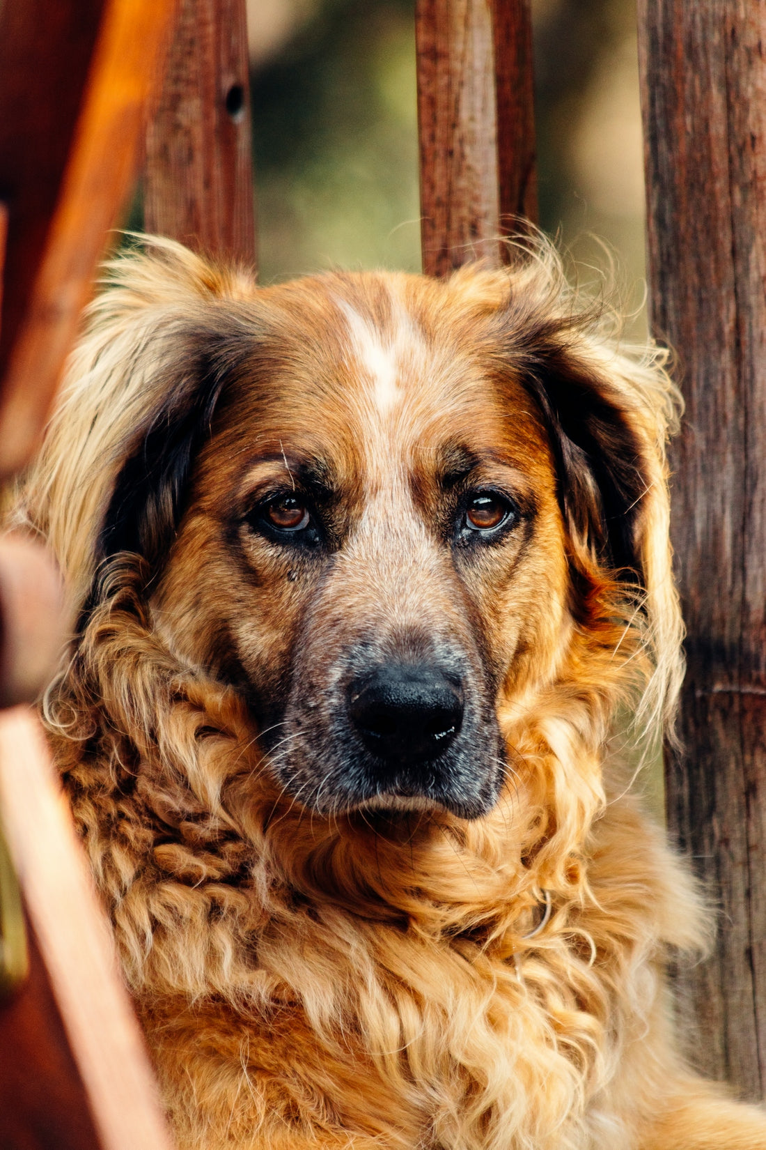 brown and white short coated dog