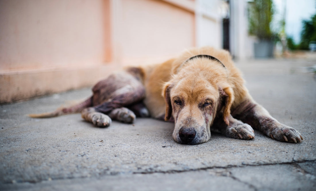 brun og hvid korthåret hund, der ligger på gråt beton gulv i løbet af dagen