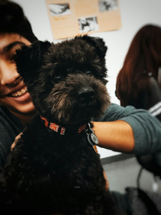 person holding black long coated small dog