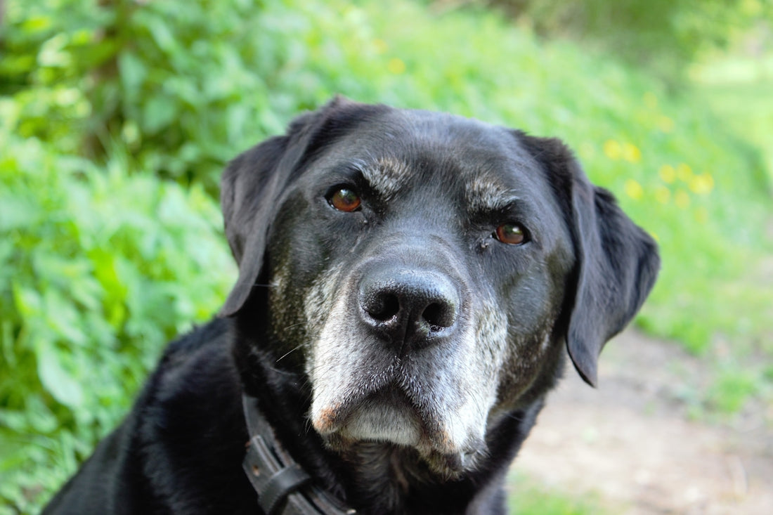 a close up of a dog on a trail