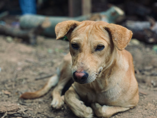 brown short coated medium sized dog sitting on ground during daytime