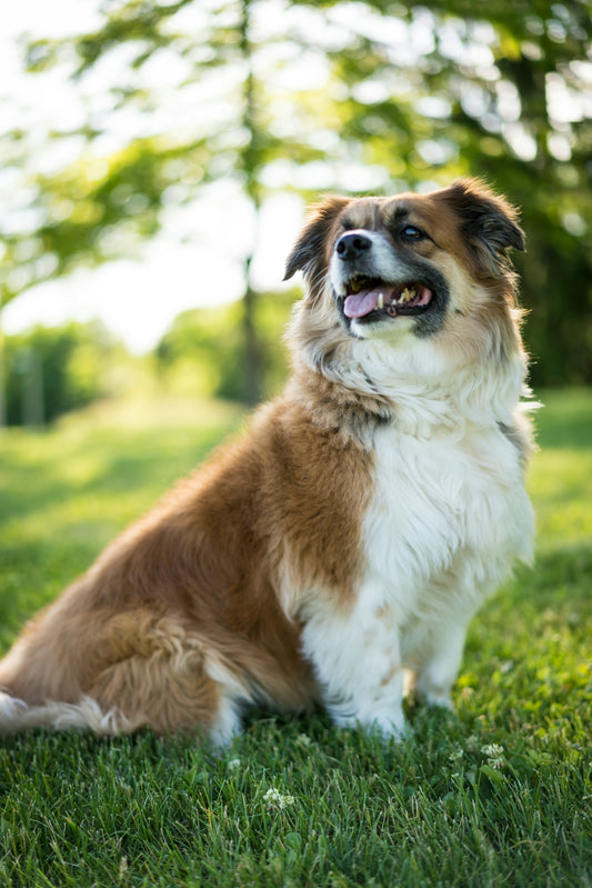 brown and white long coat medium dog on green grass field during daytime