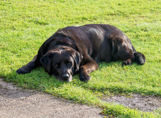 black short coated dog lying on green grass field during daytime