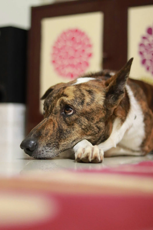 a brown and white dog laying on top of a table