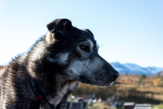black and white short coated dog