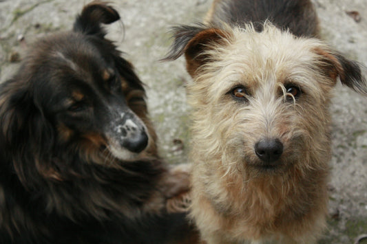 brown and black short coated dog