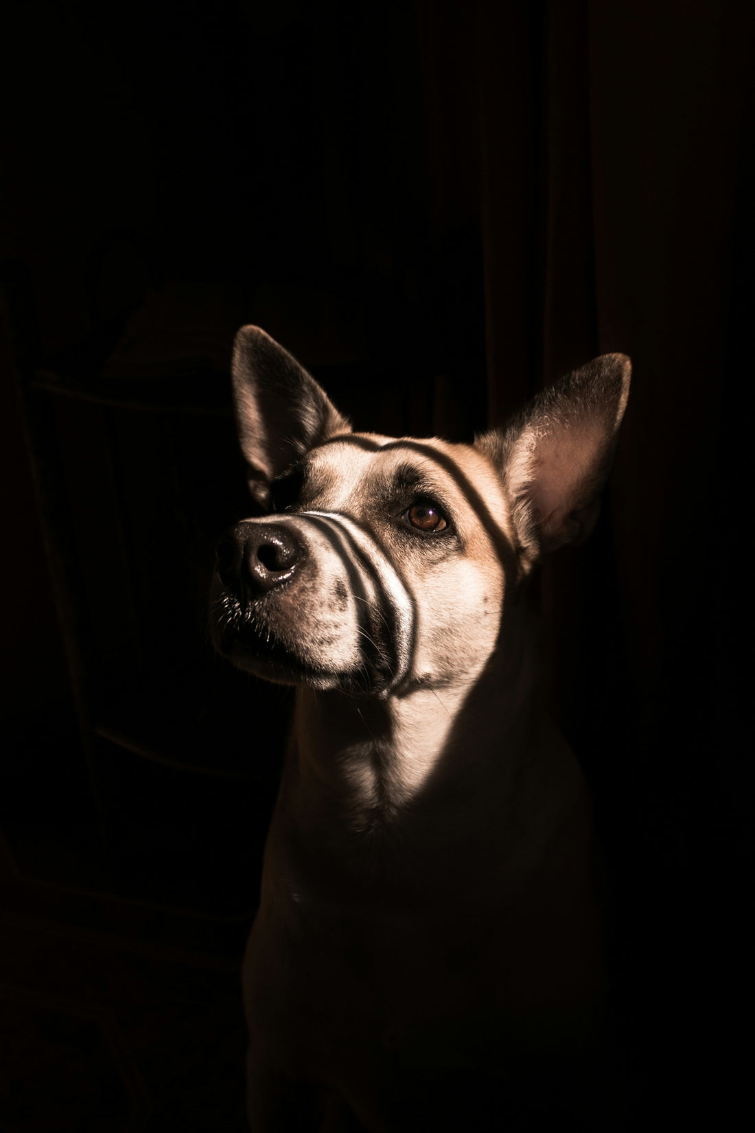grayscale photo of short coated dog
