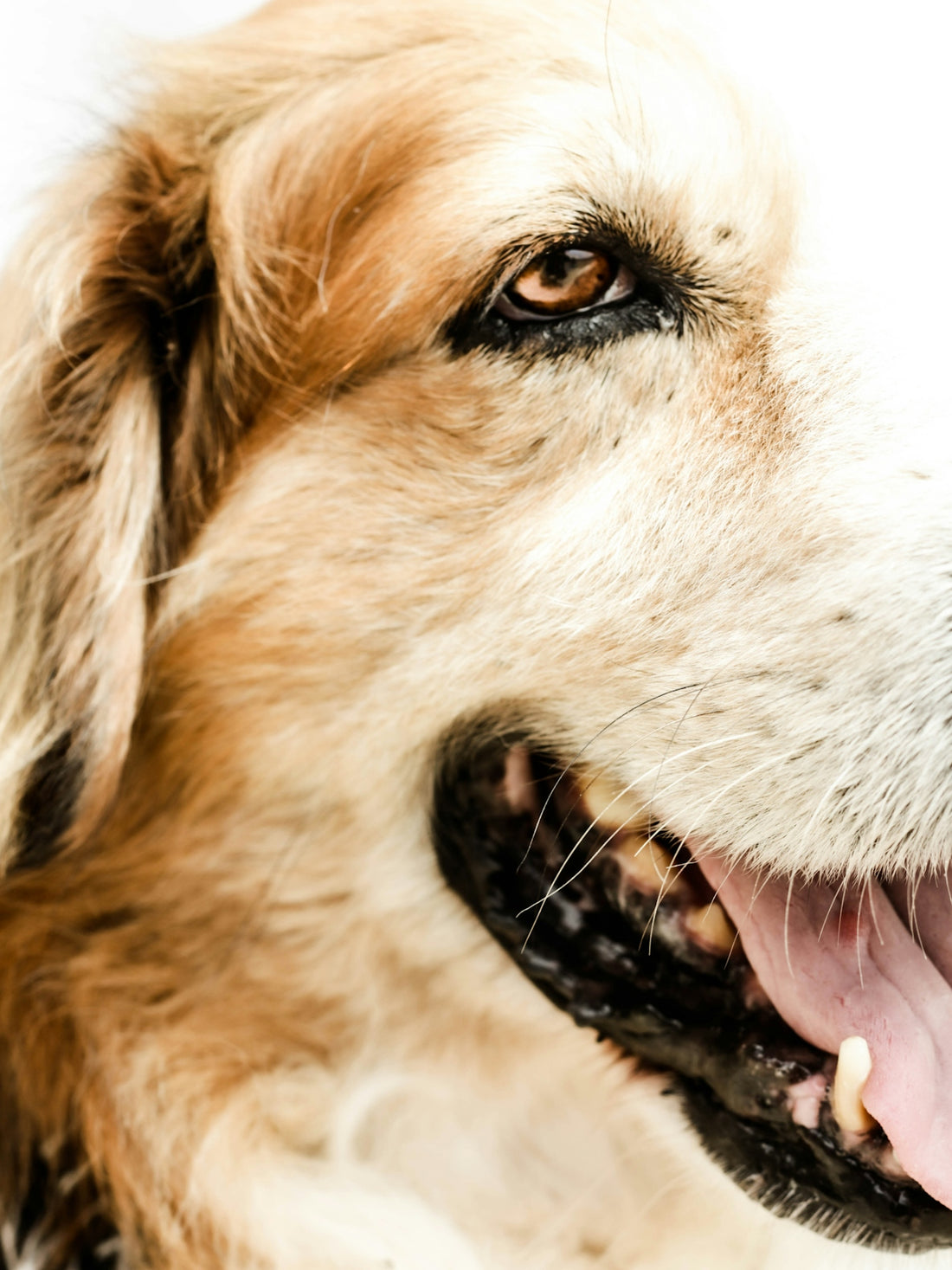 brown and white long coated dog