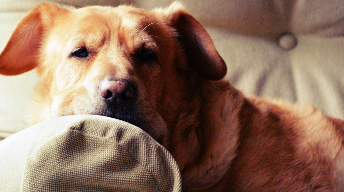 brown short coated dog lying on white textile