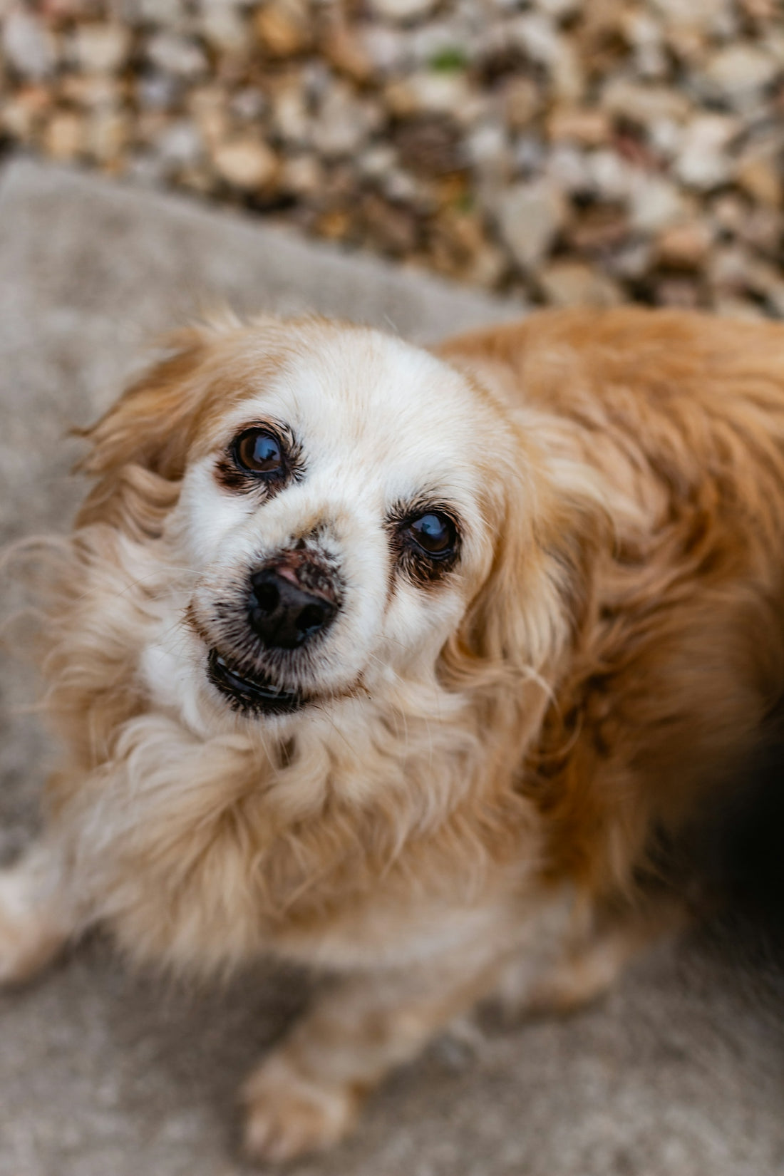 brown and white long coated small dog