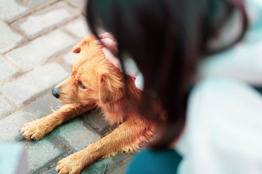 brown short coated dog lying on blue textile