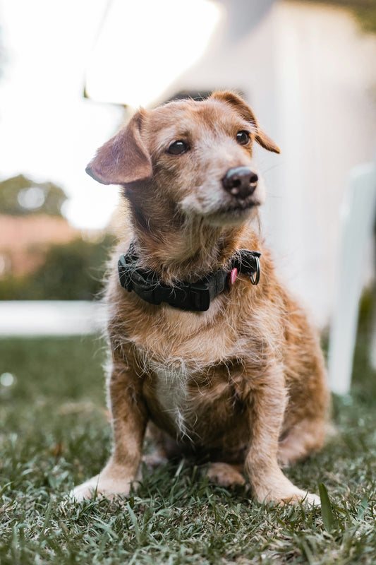 brown and white short coated dog on green grass during daytime