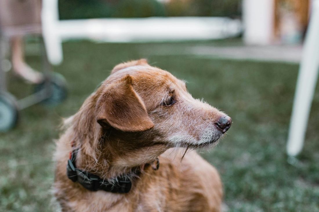brown short coated dog on green grass during daytime