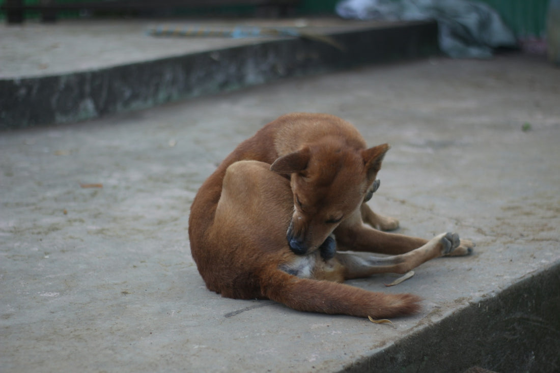 brown short coated dog lying on gray concrete floor during daytime