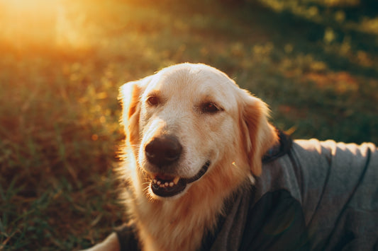 person in gray jacket holding white short coated dog