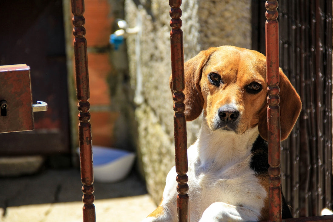 brown and white short coated dog sitting on white and blue pet bed