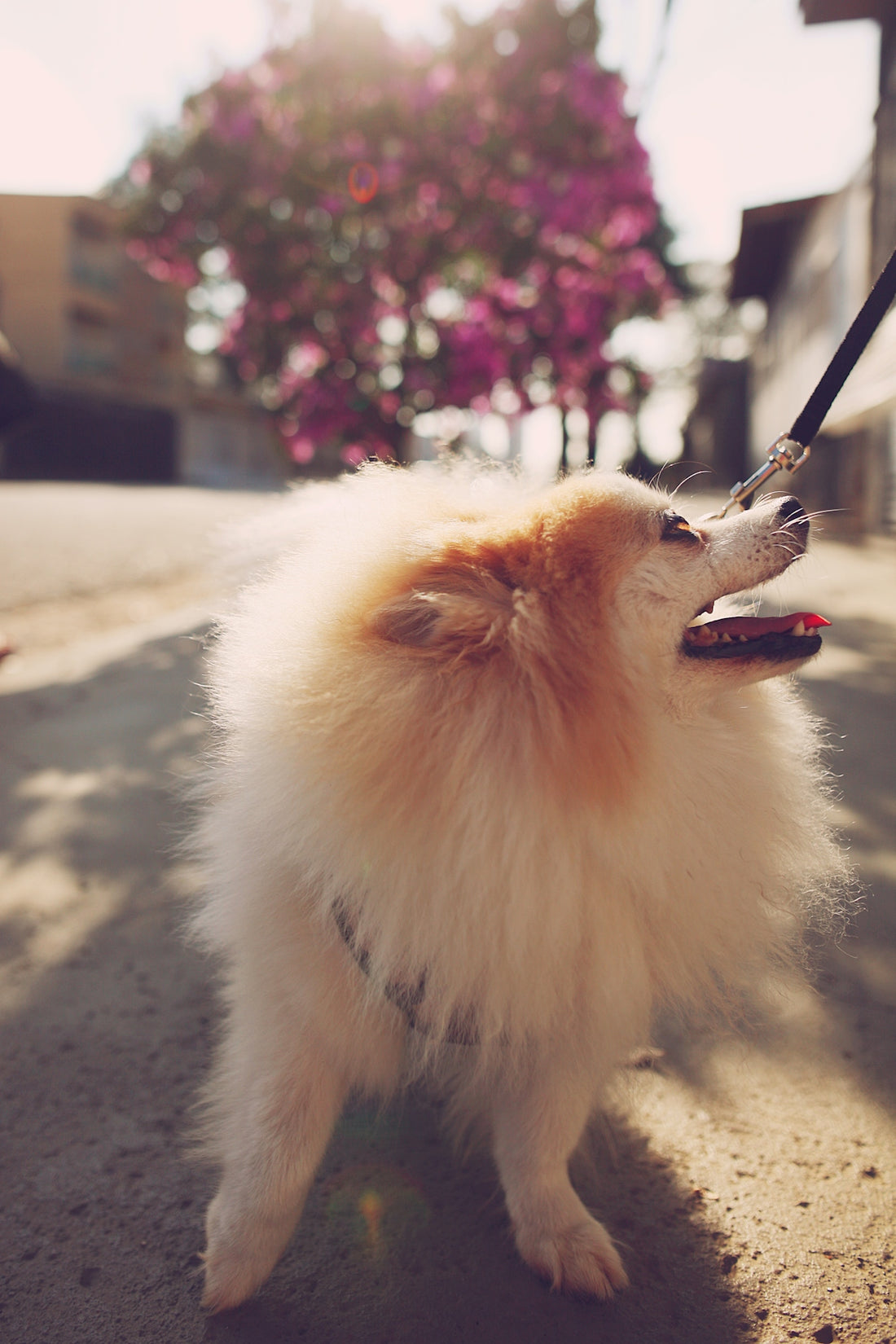 brown pomeranian dog on gray concrete pavement during daytime