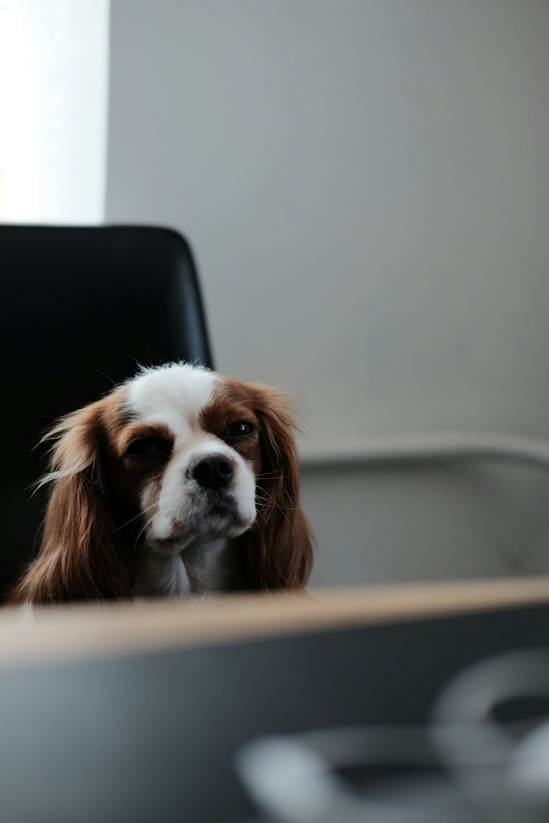 white and brown long coated small dog