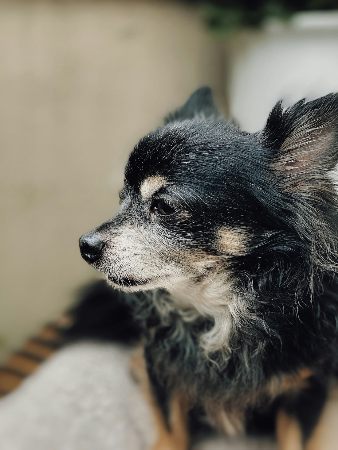 a small black and white dog sitting on top of a bed