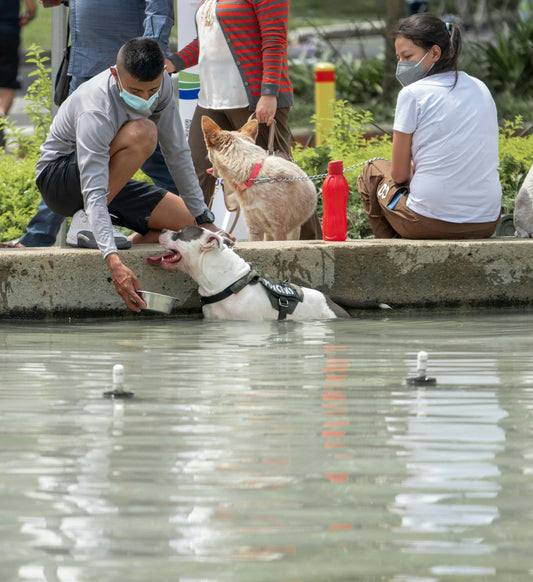 man in white t-shirt and black pants holding white short coat dog on gray concrete