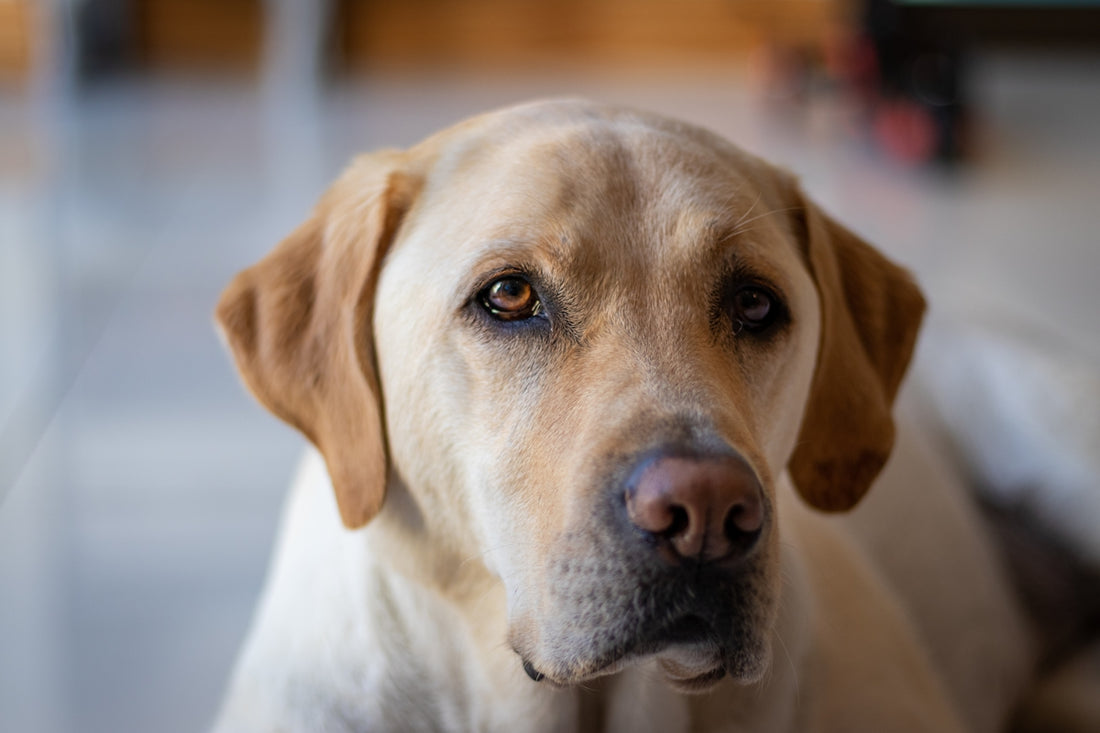 yellow labrador retriever in tilt shift lens