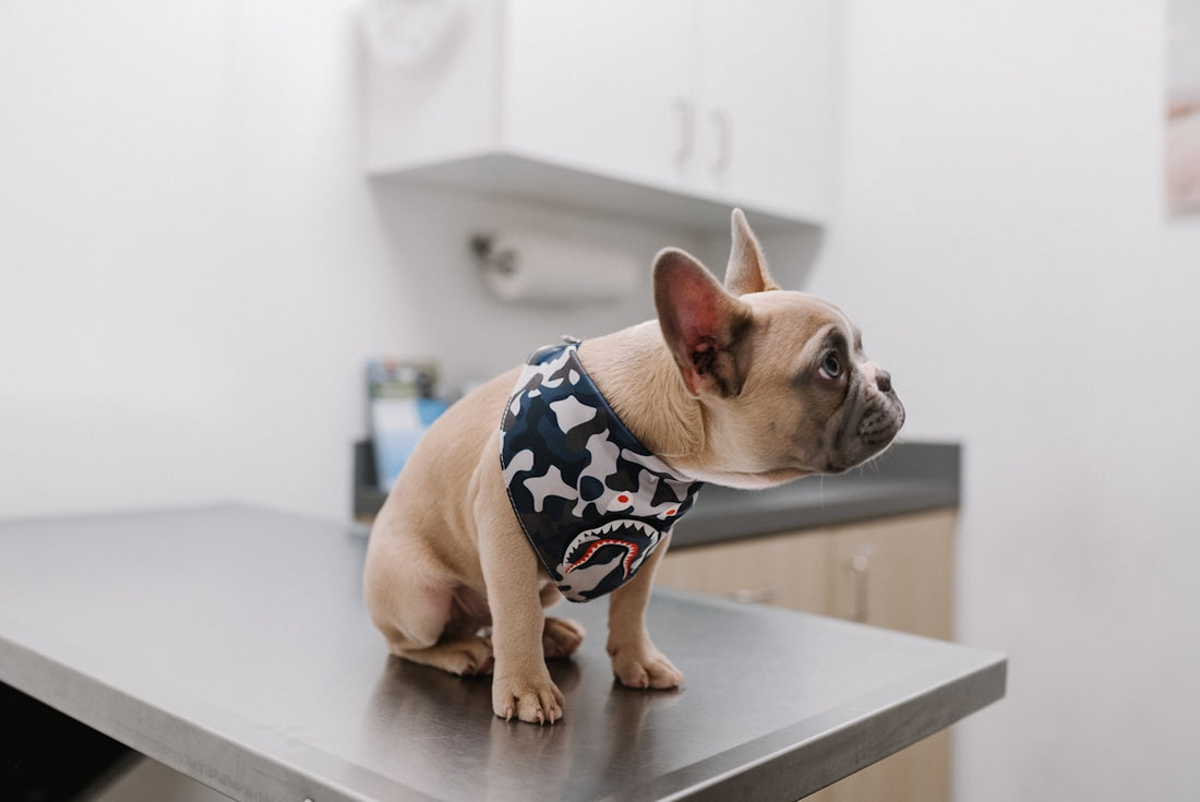 bulldog francés blanco con camisa de lunares azules y blancas