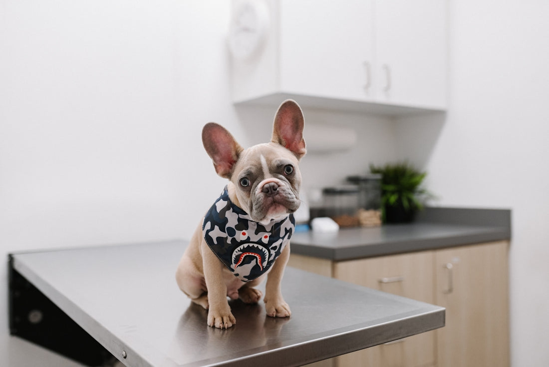 chien à poil court blanc et noir portant une chemise à pois blanc et noir