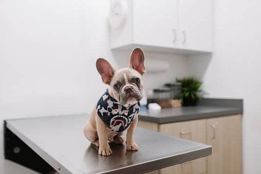 Weißer und schwarzer kurzhaariger Hund, der ein weiß-schwarz gepunktetes Hemd trägt.