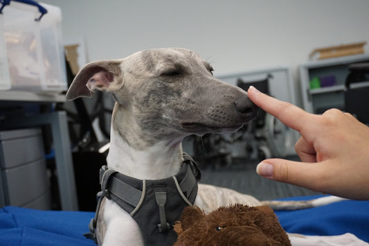 a dog is being petted by a person