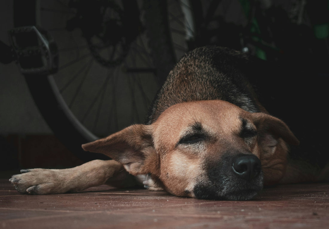 a dog laying on the ground next to a bike