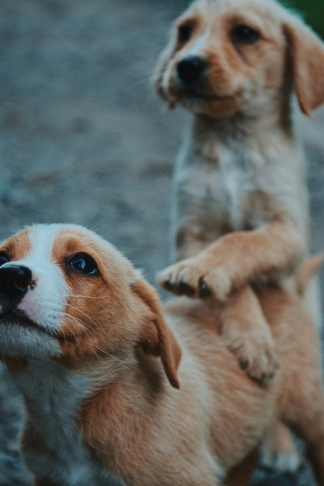 a couple of dogs standing next to each other