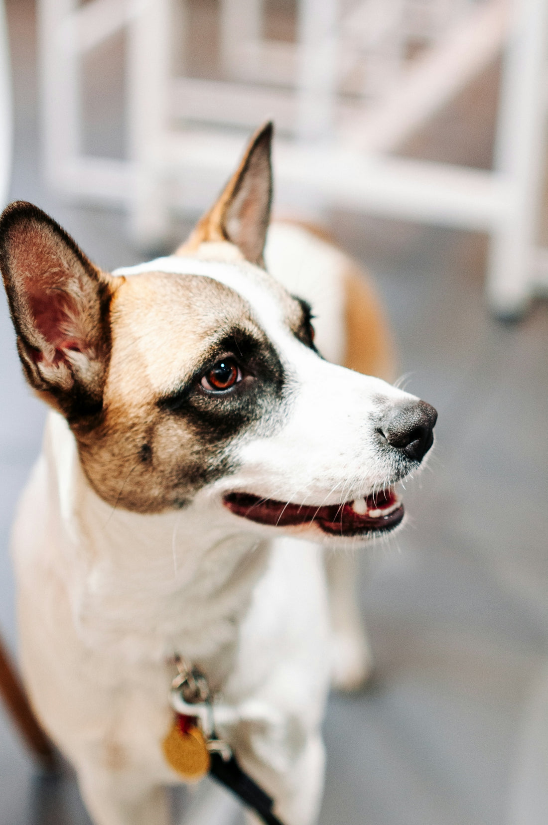 a brown and white dog standing next to a white chair