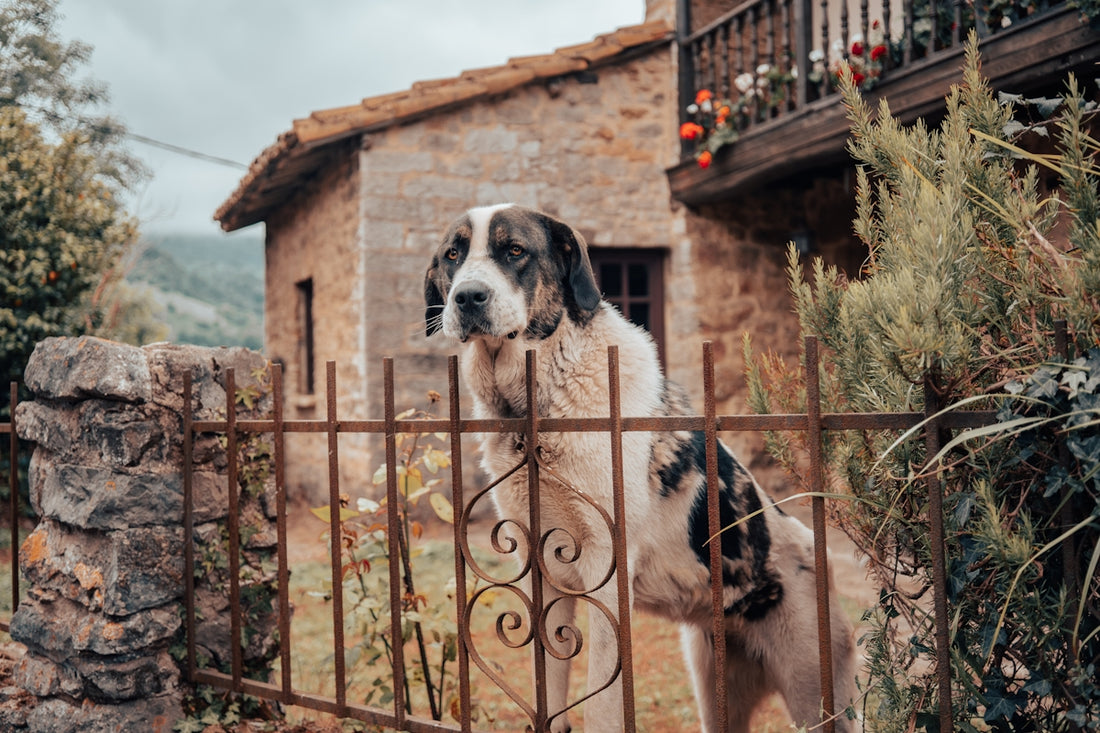 a dog standing behind a gate in front of a building