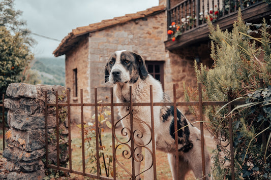 a dog standing behind a gate in front of a building