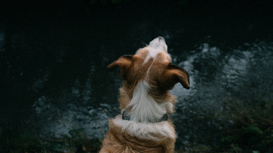 a brown and white dog sitting on top of a grass covered field