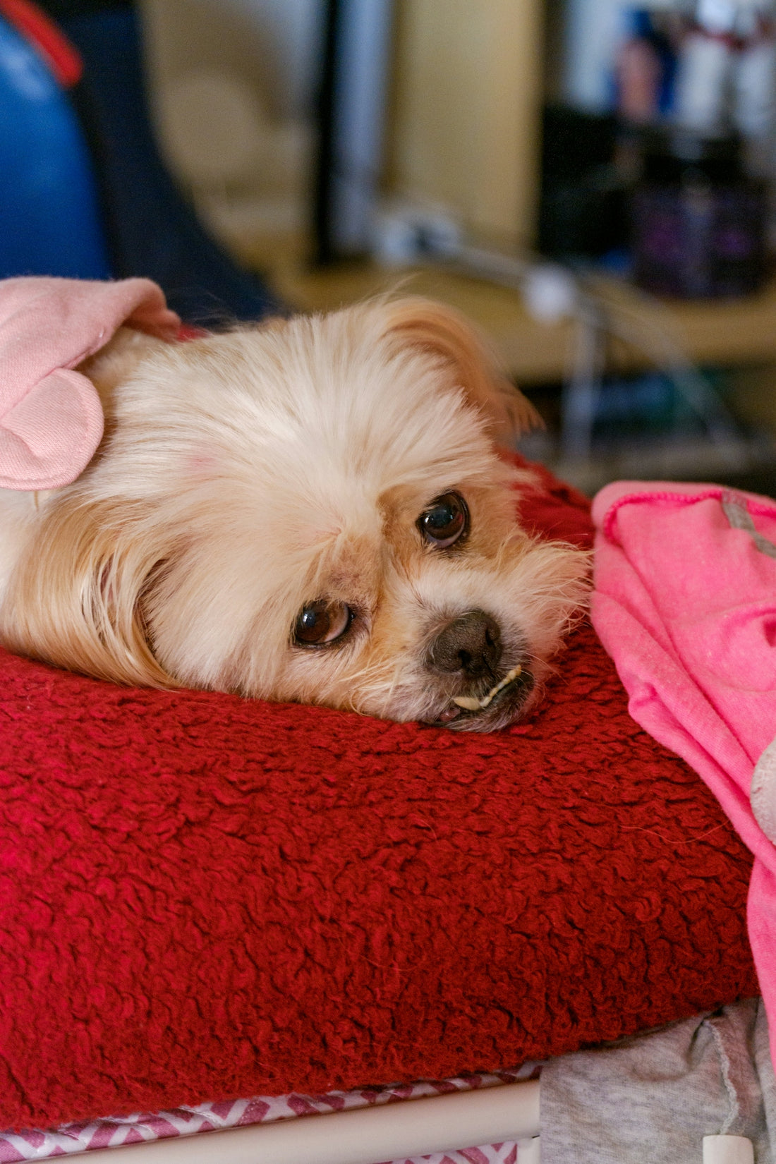 a small white dog laying on top of a red blanket