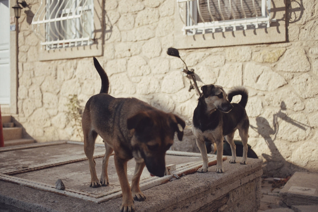 a couple of dogs standing on top of a step